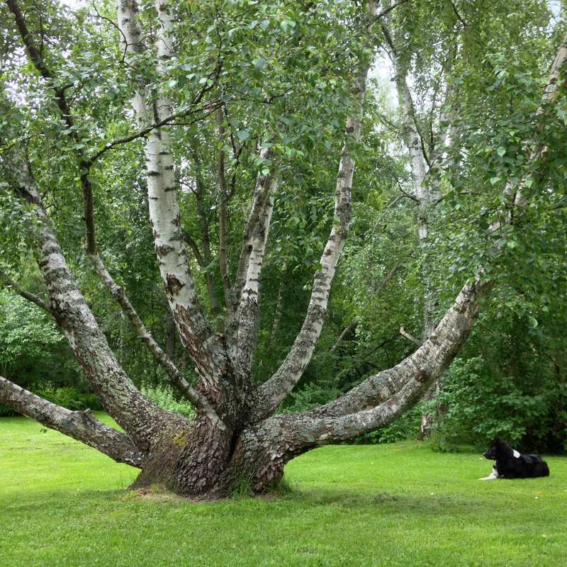 Arviointi Kurssi arvioidaan suoritusmerkinnällä (S).