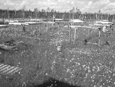 Kuva 4. UV-B -suoaltistuskoekenttä Sodankylässä.