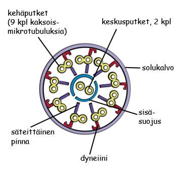 Aktiivinen kuljetus ei puolestaan riipu pitoisuuserosta, vaan se tapahtuu usein suurtakin pitoisuuseroa vastaan. Tämän takia se tarvitsee energiaa ATP:n muodossa.