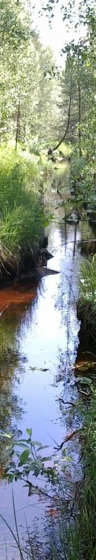Kosteikkojen tarve vesien hoidossa Rannikon pienemmät jokivesistöt etenkin Oulujoen eteläpuolella paljon maataloutta -> suuri kuormitus, vähentynyt monimuotoisuus valuma-alueen heikko