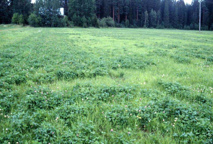 Nurmen kasvu ja maan kasvukunto Apilan säilyminen? Hieta Tasaisella lohkolla 2.