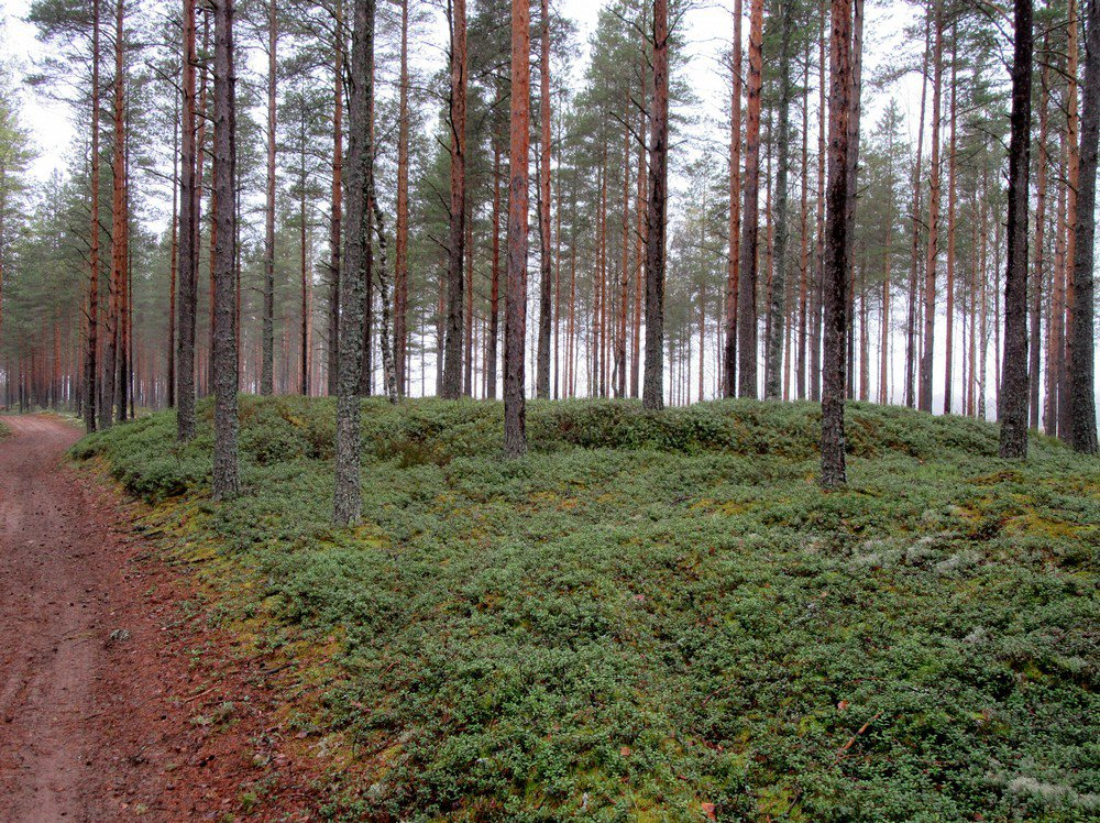 10 Kuva 2. Tervahaudan kuoppa kuvattu luoteeseen.