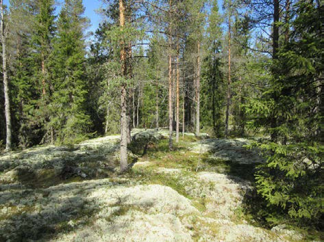 18 Kuva 11. Voimalapaikka 4 kuvattu pohjoiseen. Suopelto kivisen kankaan pohjoispuolella. Kuva 12. Voimalapaikka 5 kuvattu itään.