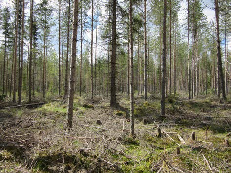 20 Kuva 17. Voimalapaikka 8 kuvattu koilliseen. Vaikeakulkuinen kivinen pieni mäki. Taimikkoa, maanpinta muokattua. Kuva 18.