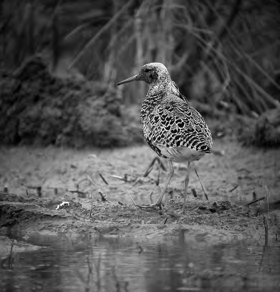 Pohjois-Karjalan Lintutieteellinen Yhdistys r.y. p + m 08:15 15:15 (TE, HKo, KN), 17.4. Lip kolmella taholla yht. 320 p (MH, JuH, KR ym.