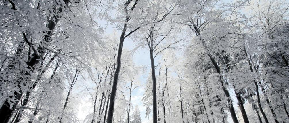 Metsätalouden velkojen korot Vähennetään tulonhankkimisvelan korkoina esitäytetyllä veroilmoituksella Verotusyhtymän osakkaat vähentävät lainaosuutensa mukaiset korot