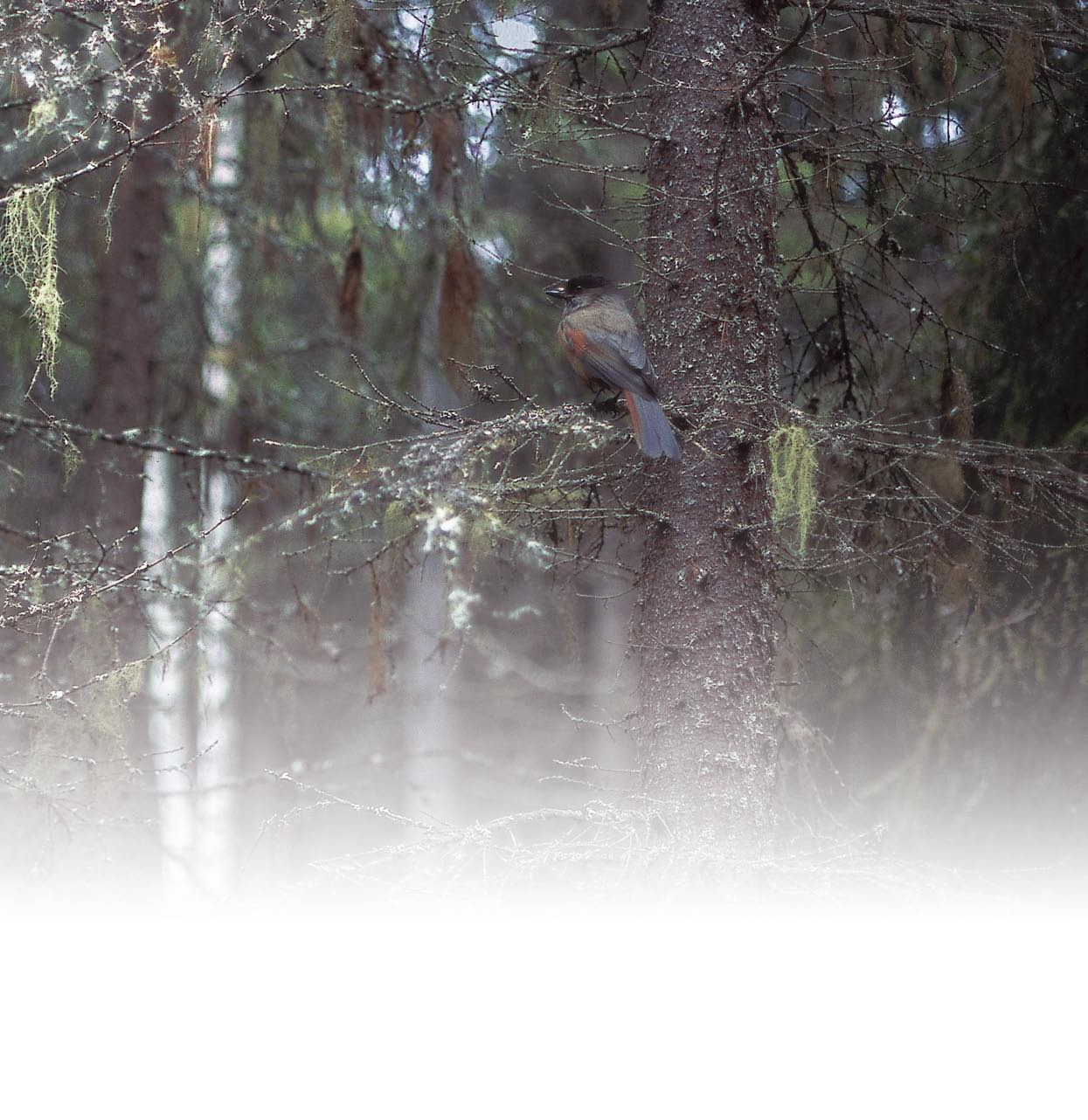 Kuukkeli tarvitsee vanhaa kuusivaltaista metsää. Naavaisissa puissa on paljon piilopaikkoja kuukkelin talvivarastoja varten, ja tiheä metsä antaa suojan petoja vastaan.