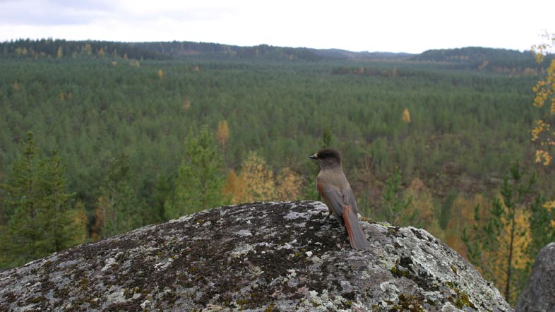 Tutkimustulokset osoittavat myös, että eräät Suupohjan populaatioihin tulleet tulomuuttajat ovat olleet hyvin tuottavia.