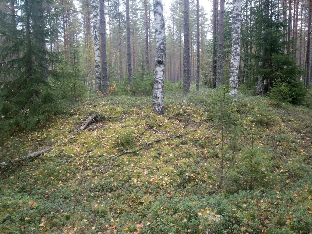 47 Toimenpiteet Tarkastukset Tila: 3 Toteutettu Laji: 6 Suojeluarvojen tarkastus Tarkastusvuosi: 2013 Tarkastuspvm: 11.9.2013 Tarkastaja: H.-P.