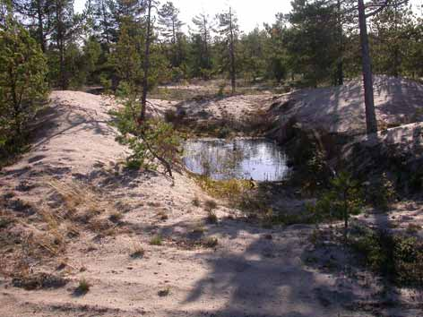 Paikan nimi R3 Luontotyyppi Harmaadyyni. Paikoin variksenmarjadyyniä Sijainti R3:n ja R4:n välillä Sisältäen pisteet V64, V67.