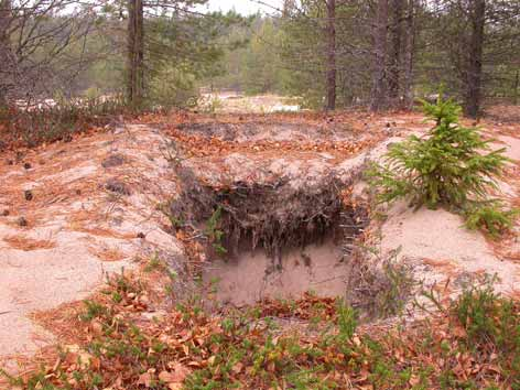 Paikan nimi Vonganpakka Vaurion laatu Pistekulumia Luontotyyppi Metsäinen dyyni Sijainti GPS pisteet V174, V175 Vaurion määrä Noin 30 miehistöpoteroa metsäisen dyynin laella yhteensä 1300 m 2 alalla.