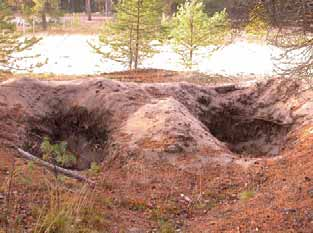 Paikan nimi Tiirankiven JOPOasema Luontotyyppi Metsäinen dyyni Sijainti Vonganpakalla vauriopisteet V218-226,250.