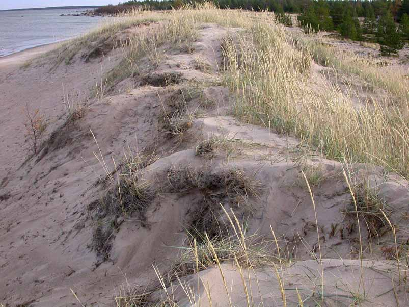 Kuva 2. Usein toistunut jalan kulku uimarannan kiinteällä ruohokasvillisuuden peittämällä dyynillä on vaurioittanut kasvullisuutta ja aiheuttanut maaperään syviä polkuja.