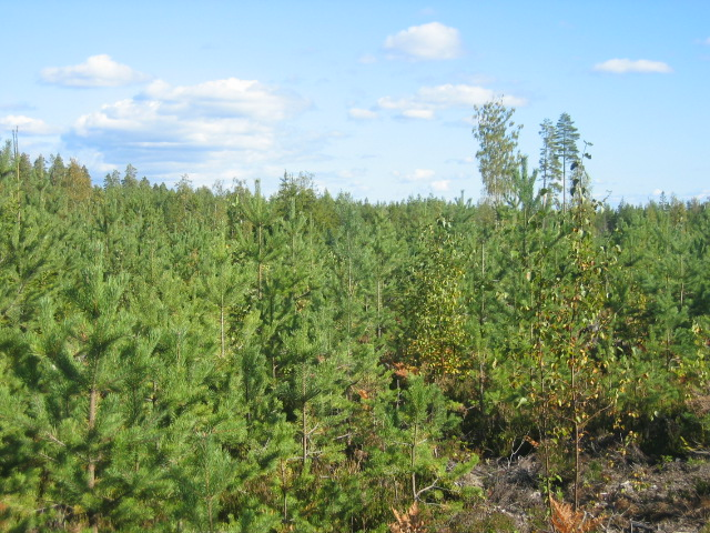 TAMPEREEN AMMATTIKORKEAKOULU Metsätalouden koulutusohjelma Tutkintotyö Heli Roström NUOREN METSÄN