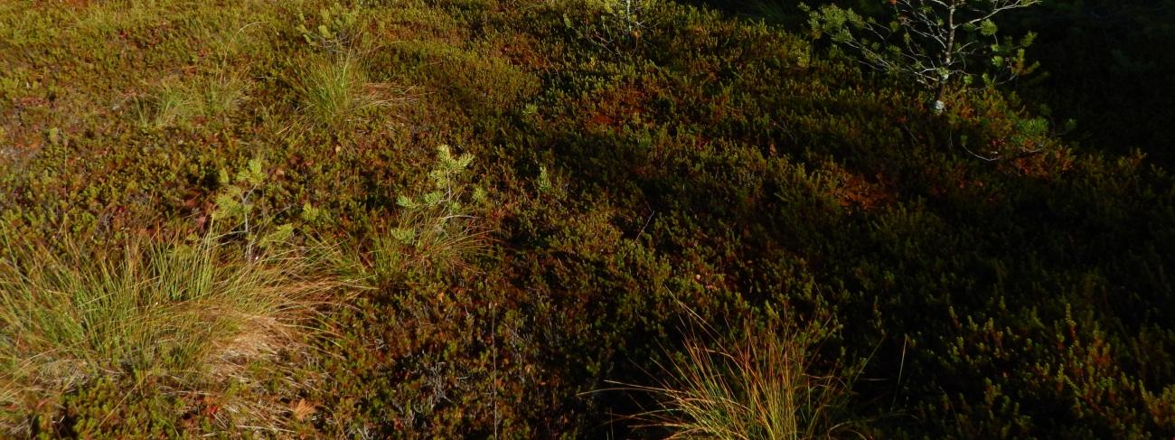 26 osoittavat alueen vesistön kestokyvyn uudelle ravinne- ja kiintoainekuormitukselle.