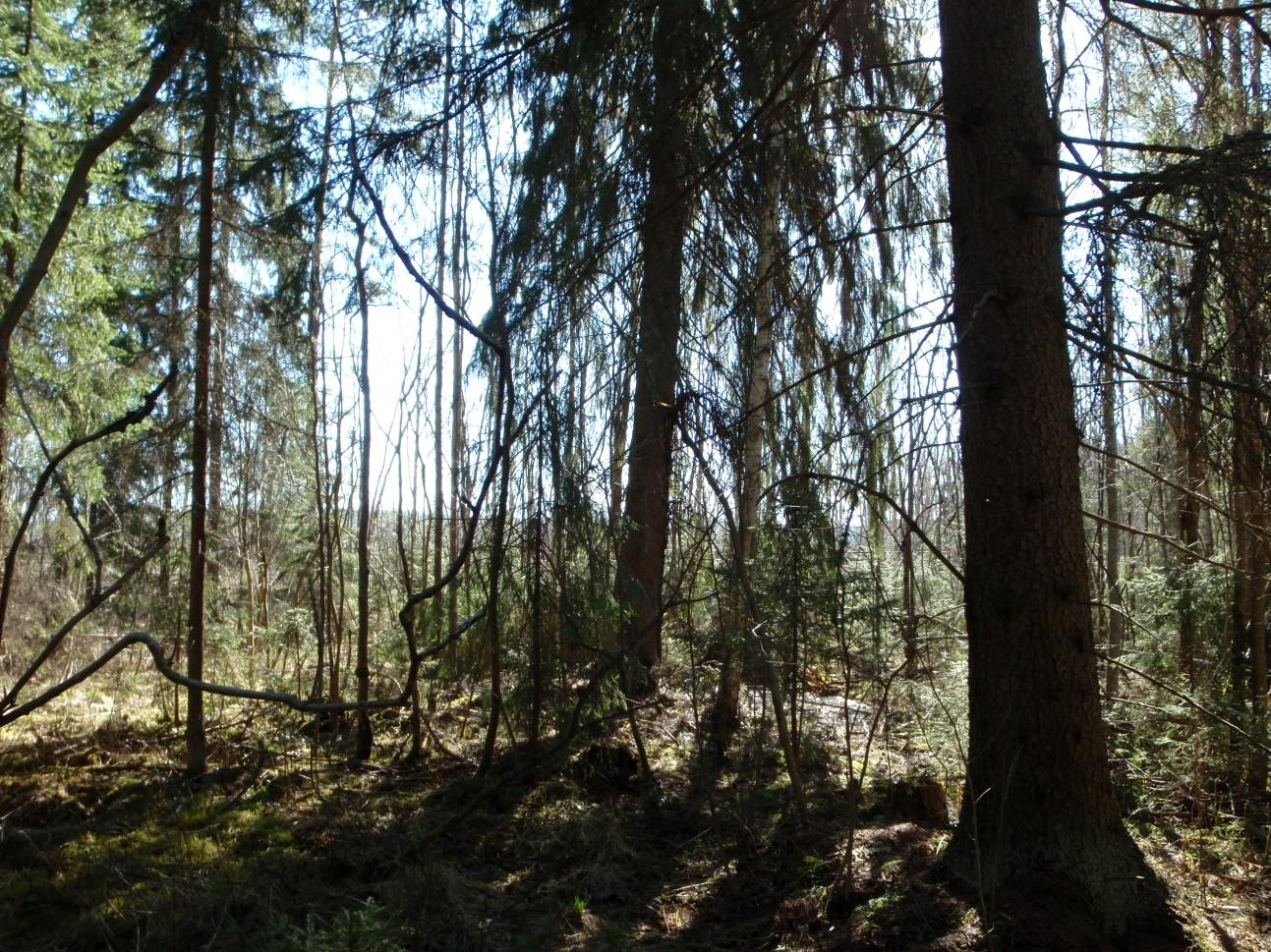 Nakertajan itäosan liito-oravaselvitys 2016 Tiivistelmä toteutti toukokuussa 2016 Äänekosken kaupungin toimeksiannosta liitooravaselvityksen Suolahden taajaman läheisyydessä.
