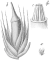 Munasammal Diphyscium foliosum Kuva 13. Munasammal (Diphyscium foliosum) on levinneisyydeltään jokseenkin mereinen, amfi-atlanttinen laji (Ochyran ja Schmaijdan 1990 mukaan).