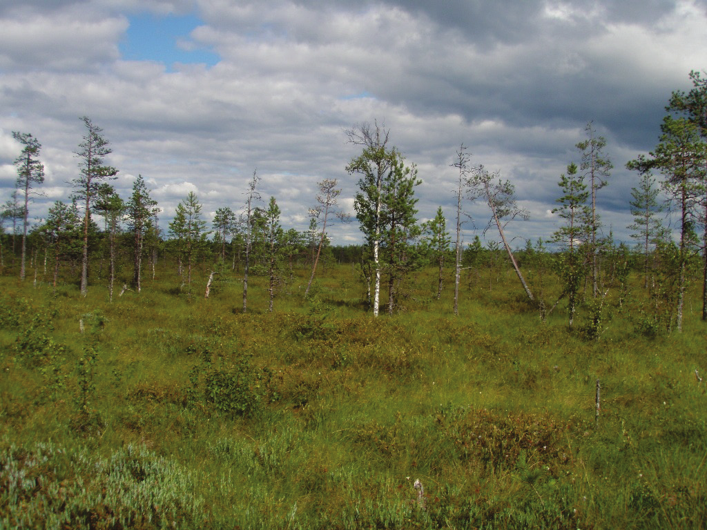 Fingrid Oyj:n Keski-Suomi Oulujoki 400 kv voimajohtohanke Natura-arvio hankkeen vaikutuksista