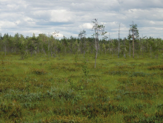 Haapaveden lintuvedet ja suot Natura-arvio 27.6.2012 9 Kuva 5. Hevossaarennevan keskiosan karua rahkarämettä, joka yhdistyy oligotrofiseksi lyhytkorsirämeeksi (vasen kuva).