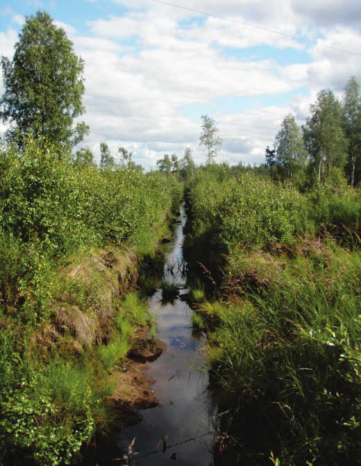 Haapaveden lintuvedet ja suot Natura-arvio 27.6.2012 11 Nykyisen voimajohdon johtoalueen luonnontila on Hirsinevalla ympäristöönsä nähden muuttunut johtoalueen pintalasta noin 60 prosentilla.