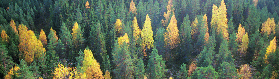 1 Metsävarat Suomen maapinta-alasta metsätalousmaa kattaa 86 prosenttia eli 26,2 miljoonaa hehtaaria. Valtaosa tästä 20,3 miljoonaa hehtaaria on pääosin puuntuotantoon käytettävissä olevaa metsämaata.