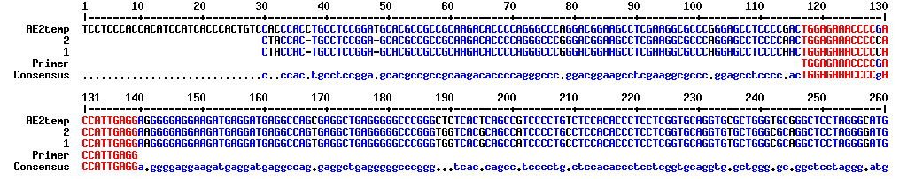 emäksen kohdalla (kuva 8). KUVA 8. AE2-plasmidin, primerin ja COS 7 -solujen sekvensit 5.5 Transfektio COS 7 -solut transfektoitiin eli solun genomia muokattiin Clone 1 P x 458 - plasmidilla.