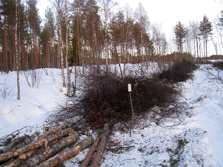 Kuva 7. Kuitupuuta ja kokopuuta kourakasoissa avohakkuun aikatutkimuskoealan rajalla (J. Laitila/Metla).