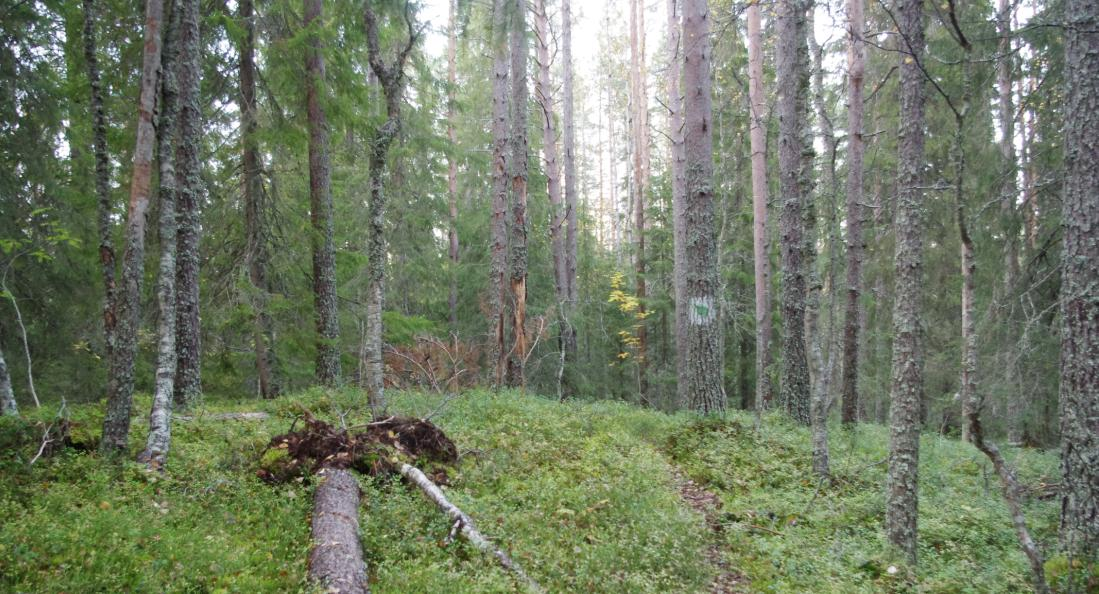 9 Harjukasvien leviämiselle suotuisana aikana suuri osa Pohjois-Pohjanmaata on ollut meren peittämä ja harjukasvien eteneminen on pysähtynyt leviämisteiden korkeimmille kuivan maan niemille ja