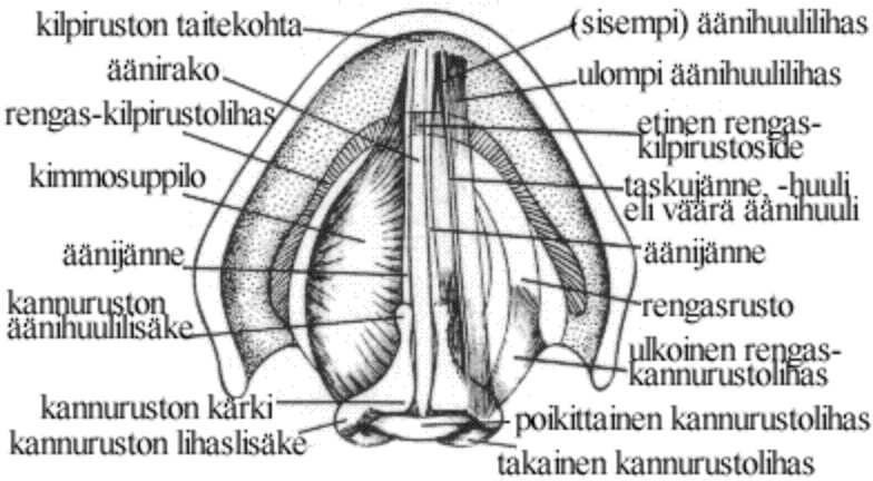 2.1. PUHE-ELIMET 29 sen muita toimintoja, lähinnä hengityksen ja syömisen, ja ovat vasta myöhemmin adaptoituneet myös puheen tuottamiseen.