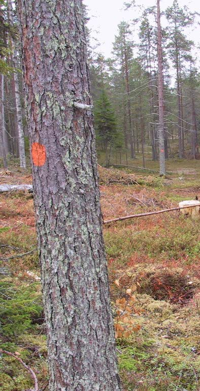 Reittimerkinnät Termeistä: Reittimerkinnät Opasteet, viitat,