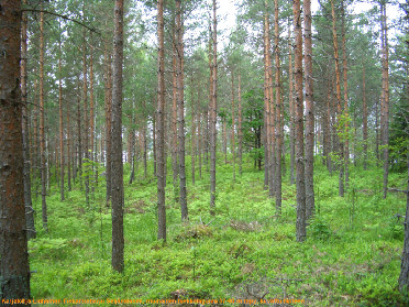 5 tein useita koekuoppia, tuloksetta. Tästä pohjoiseen ranta on hyvin jyrkkä, korkea ja kivinen. edelleen pohjoisempana on alarinteessä rannassa pieni tasanne, josta löytyi kivikautinen asuinpaikka.