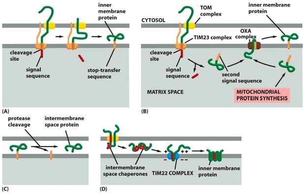 Mitokondrion Heat Shock proteiinit Poriinien integraatio ulkokalvolla HSP70 part of a multisubunit protein assembly Sitoutuu TIM23 kompleksiin Toimii moottorina, joka vetää prekursoriproteiinin