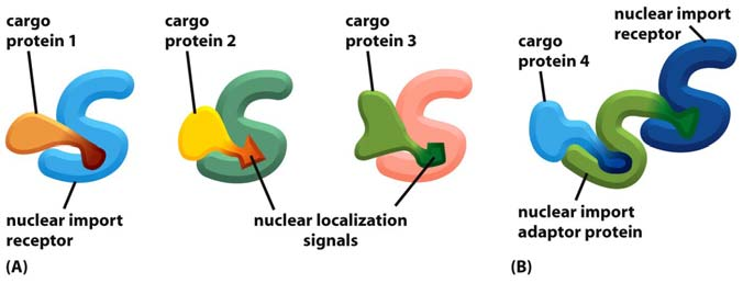 Aktiivinen kuljetus NPC:n läpi Tumakotelon läpi kuljettavat reseptorit Figure 12-12 Molecular Biology of the Cell ( Garland Science 2008) Figure 12-13 Molecular Biology of the Cell ( Garland Science