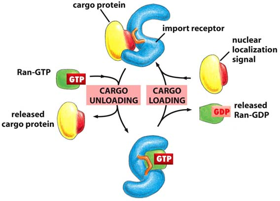 Kuljetusmalli NPC:n läpi GTPaasi activated protein Guanine exchange factor Shuttling proteins Figure 12-14 Molecular Biology of the Cell ( Garland Science 2008) Figure 12-15 Molecular Biology of the