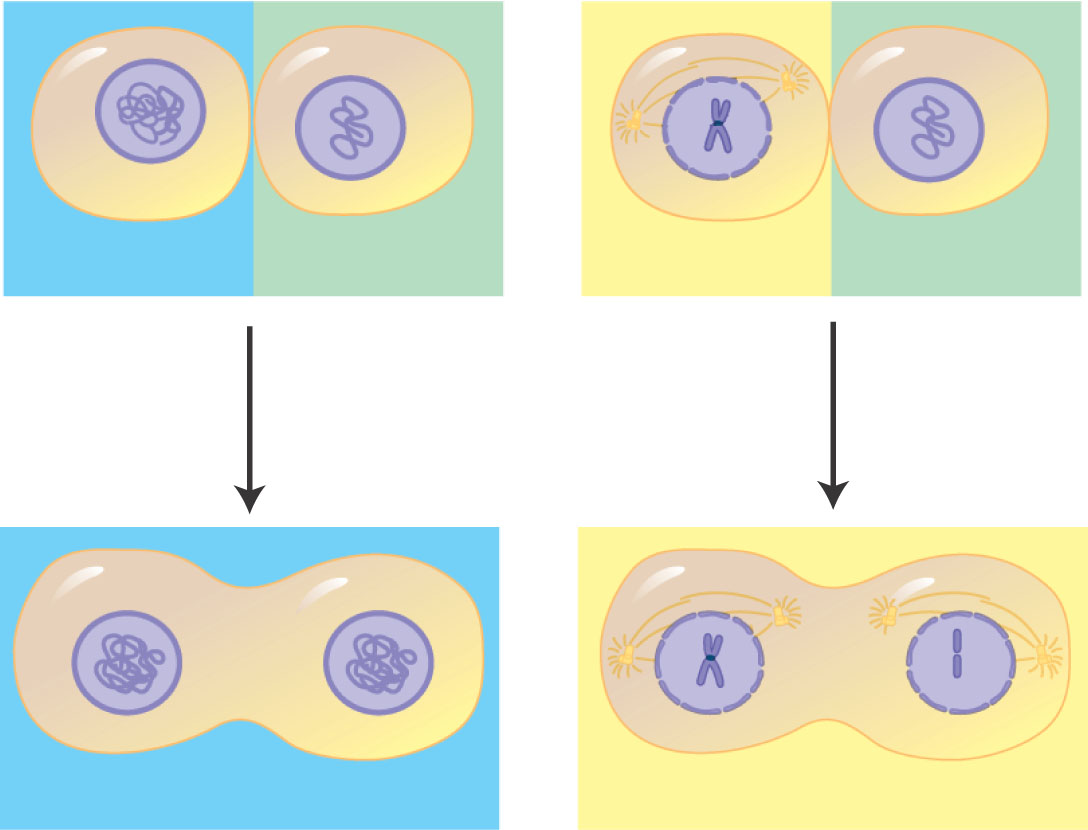 Solusyklin säätely - Todisteet sytoplasmaattisille signaaleille - sytoplasman molekyylit -prosessin säätely solusyklin läpi EXPERIMENTS In each experiment, cultured mammalian cells at two different