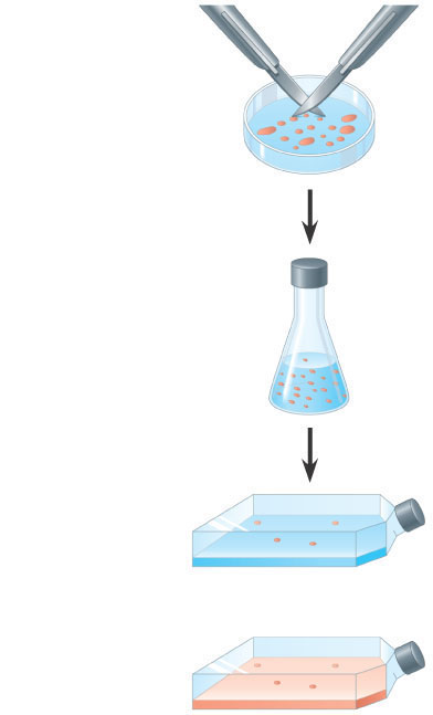 Pysähdy-/jatka-signaalit: Kemialliset kasvutekijät - stimuloivat muiden solujen jakautumista PDGF: Ihmisen fibroplastisolujen jakautuminen soluviljelmässä: - solujen plasmakalvolla PDGF-reseptoreja=>
