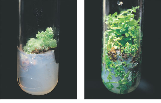 Porkkanan kloonaus koeputkessa Just a few parenchyma cells from a carrot gave rise to this callus, a mass