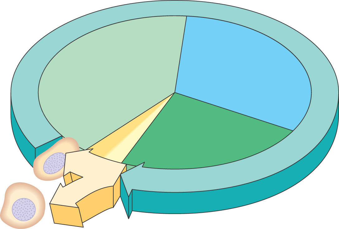 Solysykli INTERPHASE G