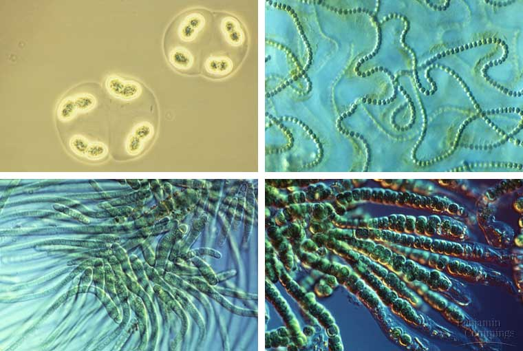 Prokaryoottien solujakautuminen Binaari-jakautuminen (binary fission) cyanobakteeri Origin of replication E.