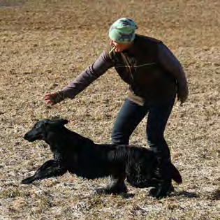 KASVATTAJAESITTELY KASVATTAJAESITTELY Kennel Elvenpath s Anna Björklund www.elvenpaths.com Miksi juuri flatti? Ensimmäinen flatti tuli taloon vuonna 1992 sattumalta. Harrastin hevosia siihen aikaan.