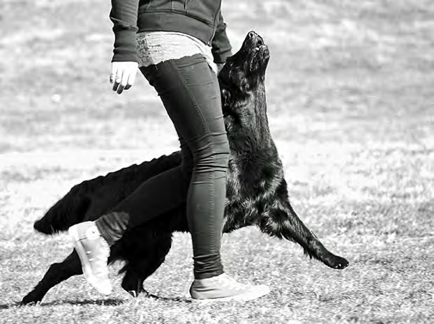 KOIRAEXPO 2015 KOIRAEXPO 2015 Teksti: Riitta Nikko Kennelliitto järjestää KoiraExpo-luentopäivät vuosittain helmikuussa.