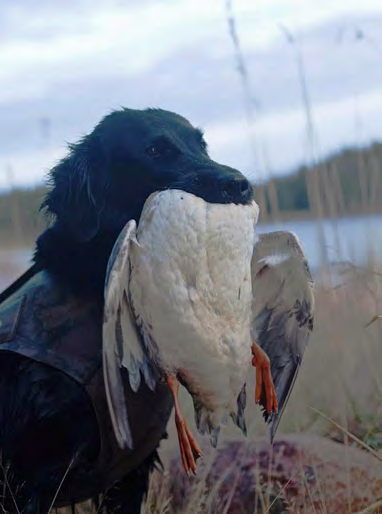 KASVATTAJIA UudetValiot Sileäkarvainen noutajanarttu POHJ FI SE NO KVA Black Eider s Brown Eyed Girl FIN23164/05 s.30.3.2005 i. Zebulons Friia Rio Trap e.