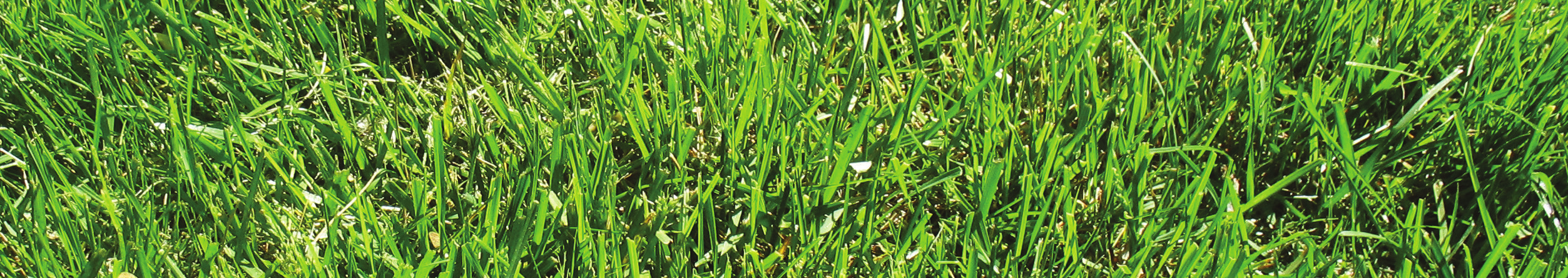 Rhizocell mikrobiaktiivisuuden nostolla vauhtia maaperän prosesseihin Rhizocell stimuloi maaperän mikrobiologista toimintaa ja näin ollen edistää useita prosesseja maaperässä, joiden kautta kasvi voi