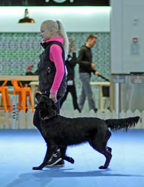 KIERTOPALKINNOT Vuoden TOKO-Flatti FI TVA Flatkiss Quilty Intent Lahja om. Marianne Forsell & Auli & Eija Rajulin Vuoden AGILITY-Flatti FI AVA-A FI TVA RTK2 JK3 BH Flatterhaft Du och Jag Hellevi om.