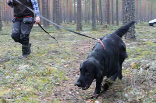 MEJÄ Rotumääritelmän mukaiset fyysiset ominaisuudet voimakas olematta kömpelö, jalo olematta hontelo omaava flatti soveltuu erinomaisesti jäljestyskokeen vaatimuksiin.