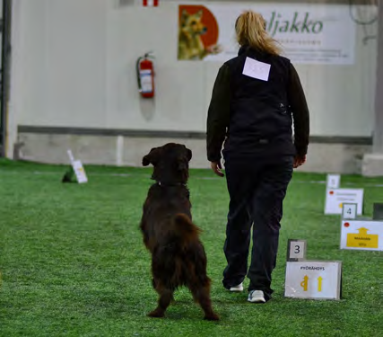 WT -MESTARUUDEN SÄÄNNÖT TOKO -MESTARUUDEN SÄÄNNÖT Sileäkarvaisten noutajien WT-MESTARUUDEN SÄÄNNÖT Suomen sileäkarvaiset noutajat ry:n wt-mestaruuskilpailut järjestetään virallisena wt-kokeena