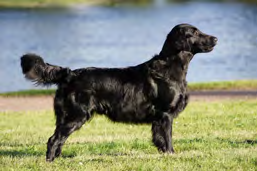 YHDISTYSASIAT YHDISTYSASIAT SUOMEN SILEÄKARVAISET NOUTAJAT RY FINSKA FLATCOATED RETRIEVERKLUBBEN RF KOKOUSKUTSU SÄÄNTÖMÄÄRÄINEN VUOSIKOKOUS Aika 13.03.2016 klo 13.