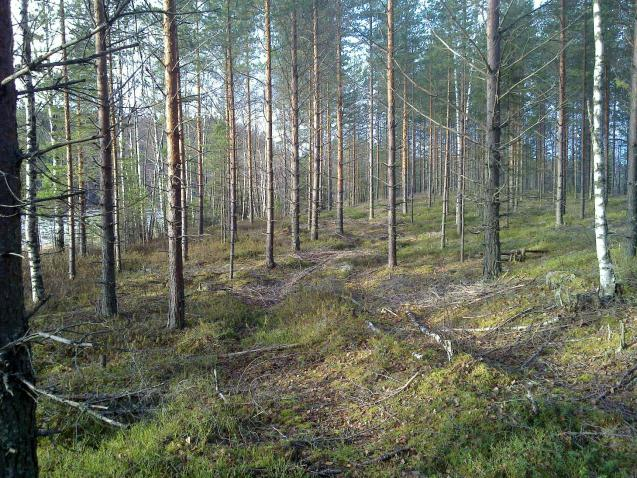 4 Funktioltaan tunnistamaton kuoppa Saarilampi Lakea niemi lanne itärannalla katsottiin täysin kattavasti.