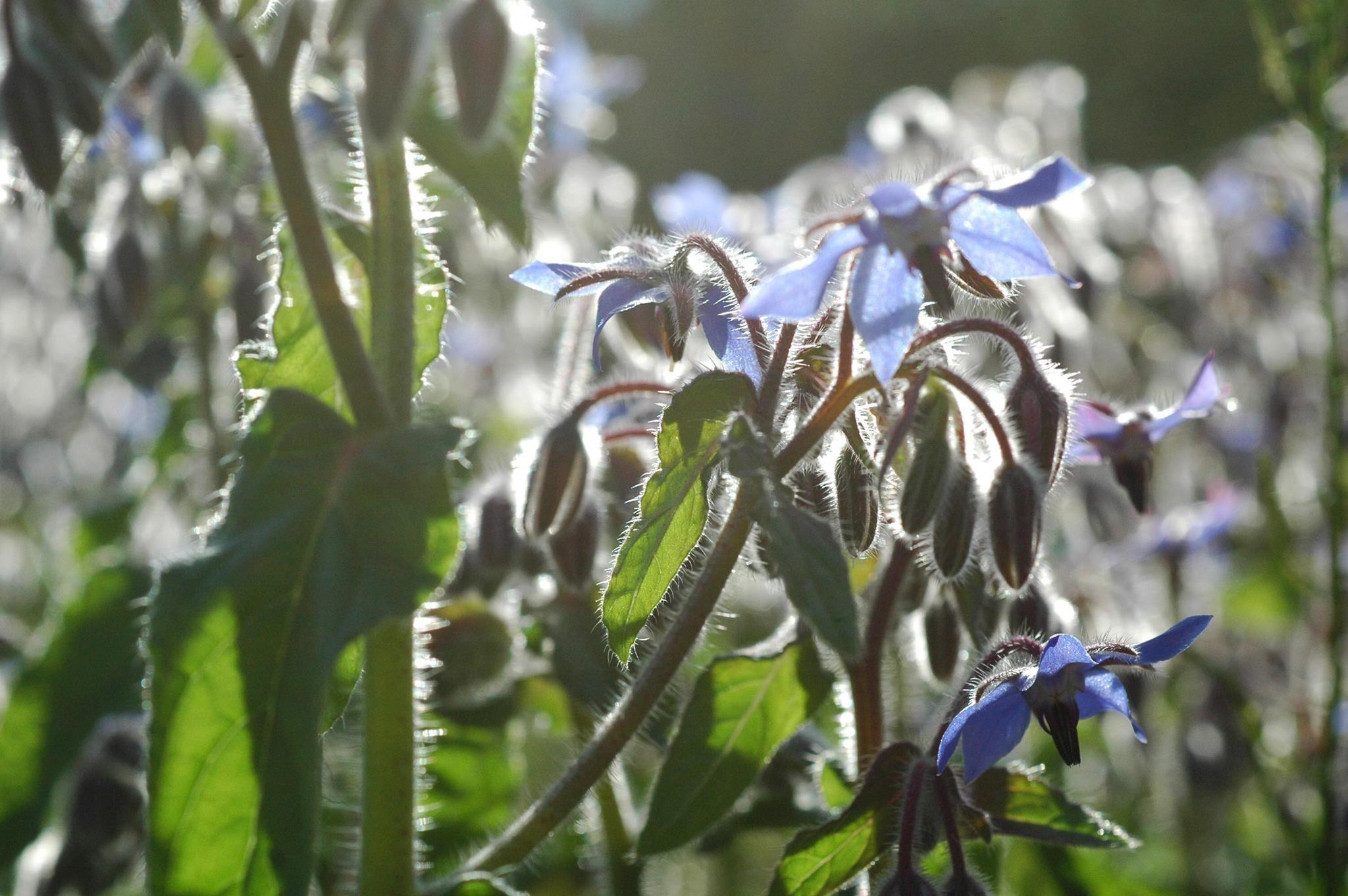 BORAGO OFFICINALIS KURKKUYRTTI