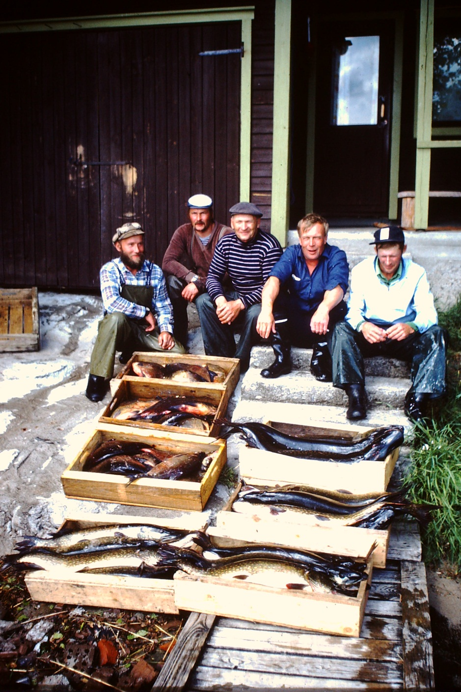 Pyhäjärven legendaarinen haukisaalis: 27 haukea Yhteensä 127kg